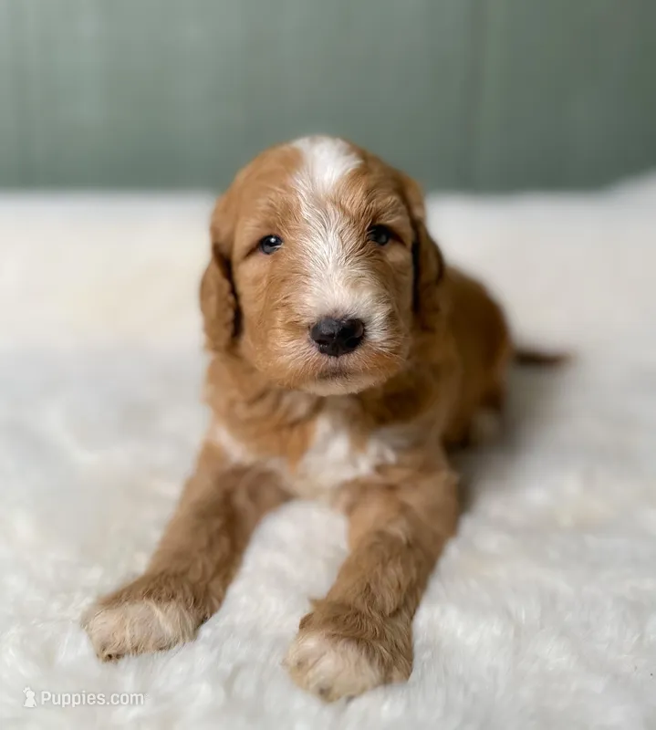 Ham Sammy  – Goldendoodle puppy for sale in Osage City, KS