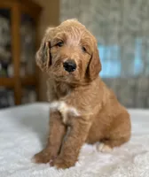 Oakley, a male Goldendoodle for sale in Osage City, KS – 3 of 3