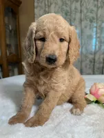 Ginger, a female Goldendoodle for sale in Osage City, KS – 3 of 3
