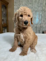 Elmer , a male Goldendoodle for sale in Osage City, KS – 2 of 4