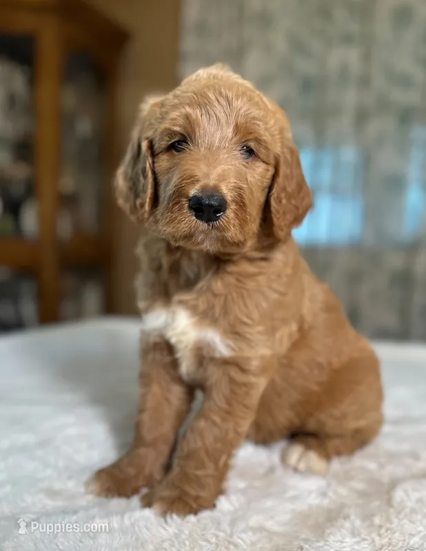 Oakley – Goldendoodle puppy for sale in Osage City, KS