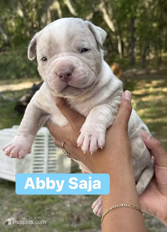 Abby – American Bully puppy for sale in Ocala, FL
