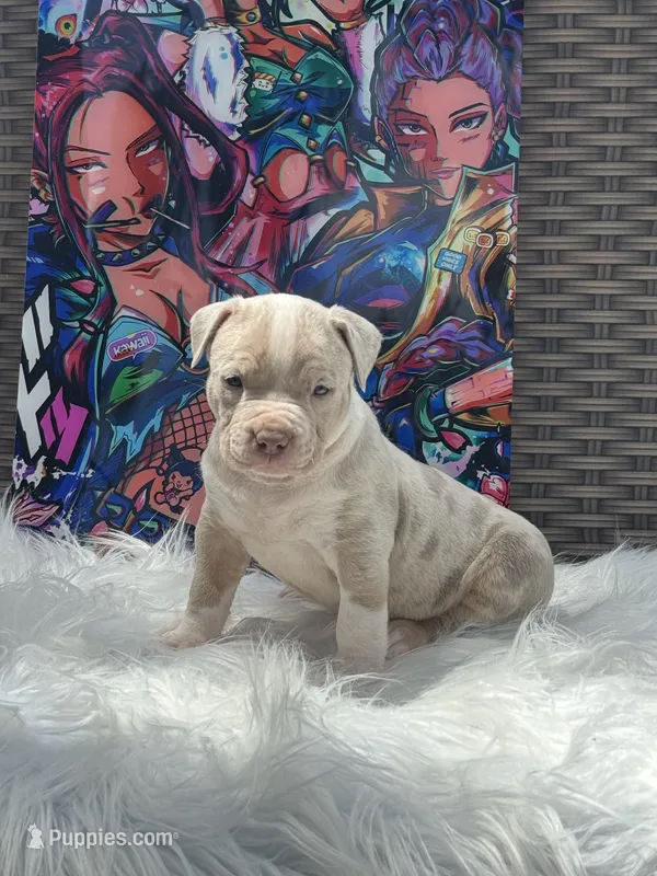 Abby – American Bully puppy for sale in Ocala, FL