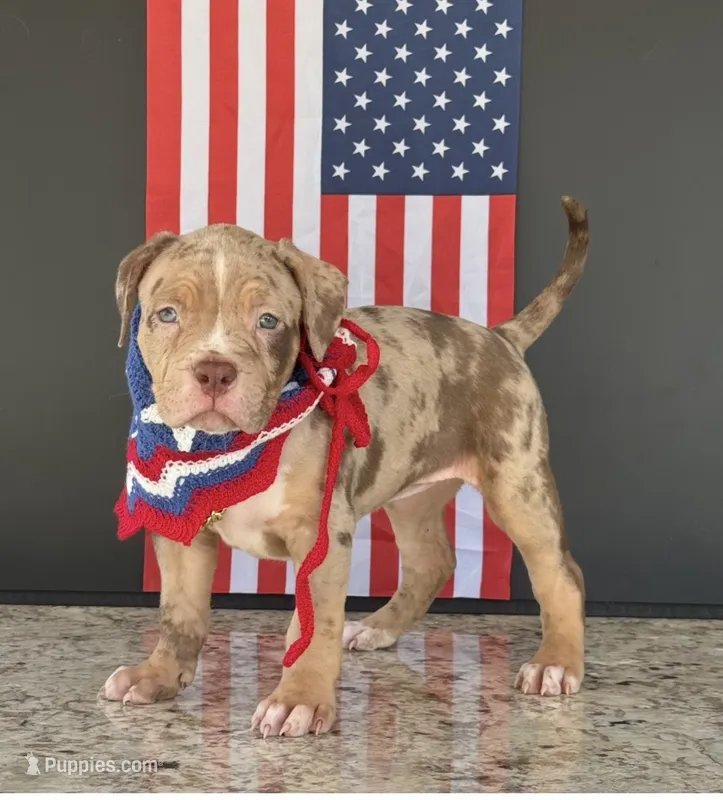 Rumi  – American Bully puppy for sale in Ocala, FL