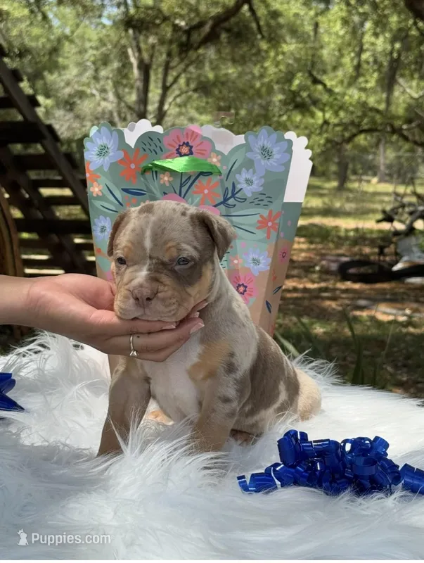 Mystery  – American Bully puppy for sale in Ocala, FL