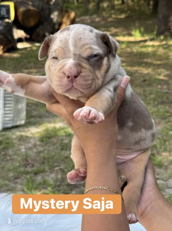 Mystery  – American Bully puppy for sale in Ocala, FL