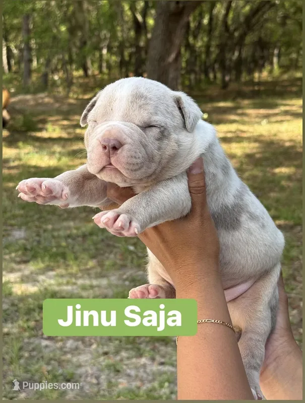 Jinu – American Bully puppy for sale in Ocala, FL