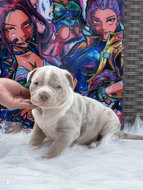 Jinu – American Bully puppy for sale in Ocala, FL