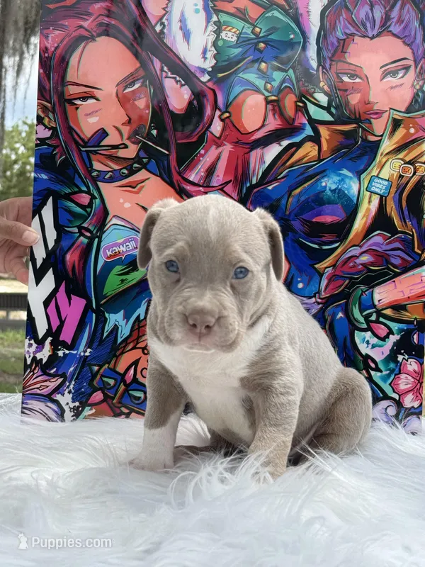 Kpop – American Bully puppy on hold in Ocala, FL