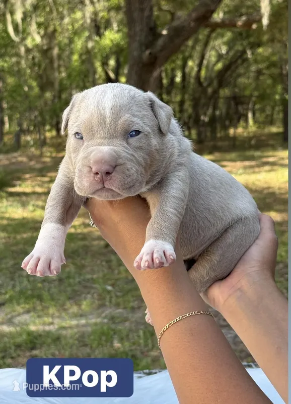 Kpop – American Bully puppy for sale in Ocala, FL