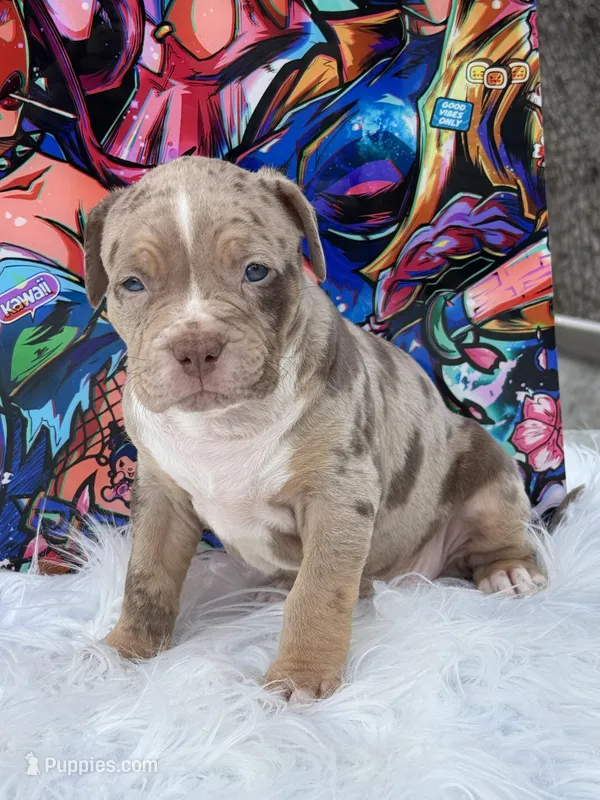 Rumi  – American Bully puppy for sale in Ocala, FL