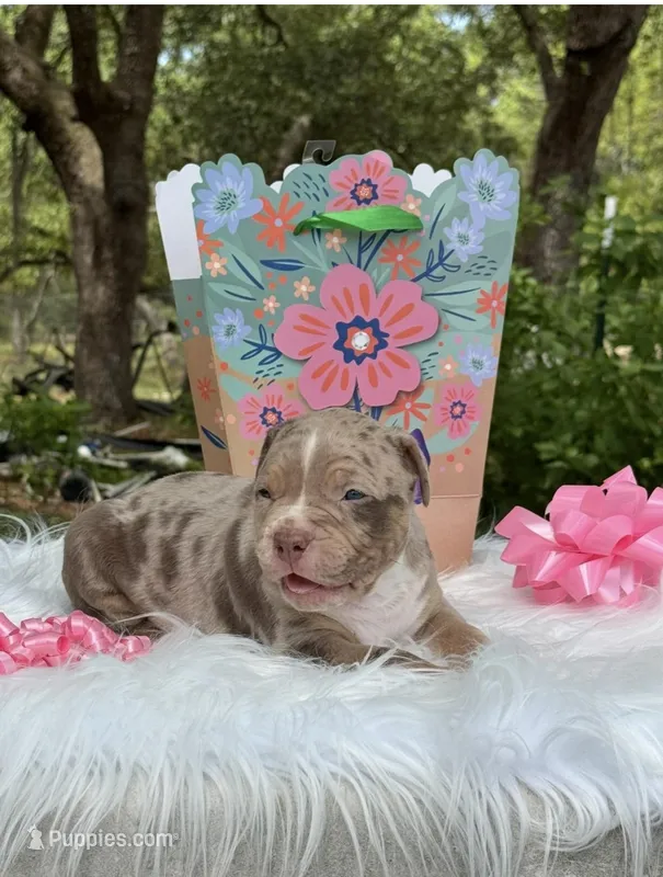 Rumi  – American Bully puppy for sale in Ocala, FL