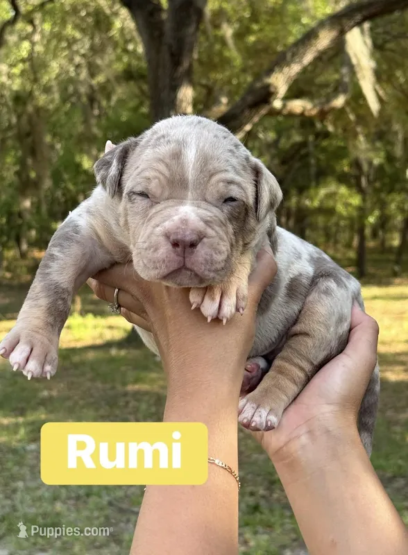 Rumi  – American Bully puppy for sale in Ocala, FL
