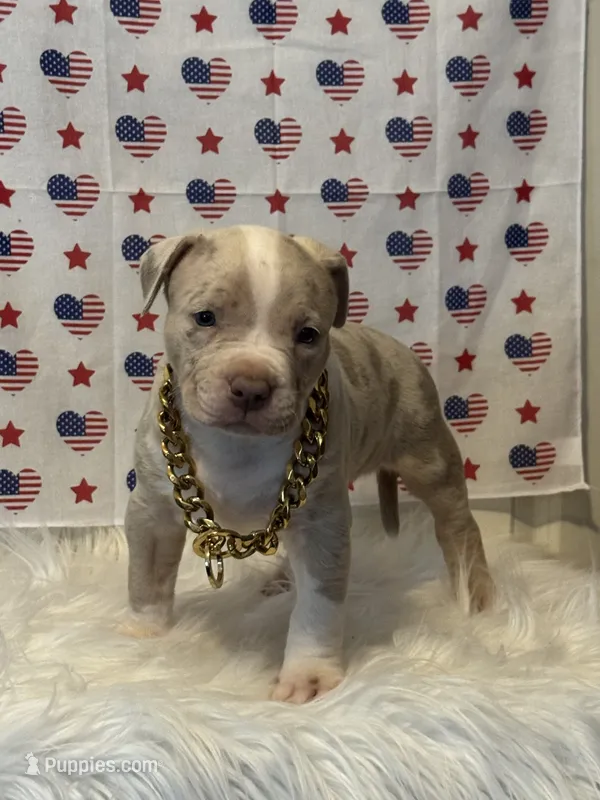 Abby – American Bully puppy for sale in Ocala, FL