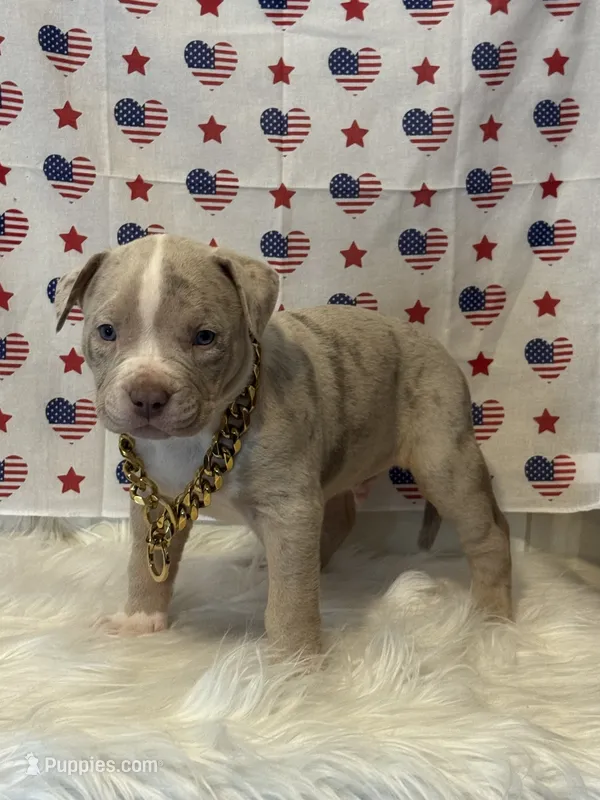 Jinu – American Bully puppy for sale in Ocala, FL