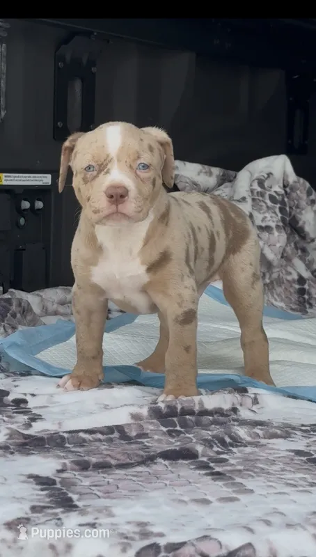 Baby – American Bully puppy for sale in Ocala, FL