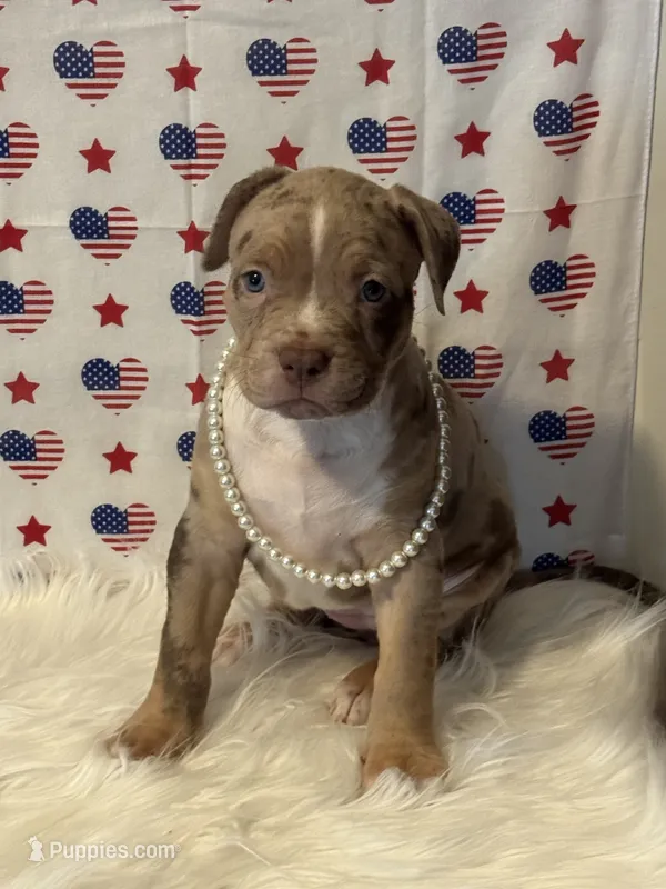 Rumi  – American Bully puppy for sale in Ocala, FL