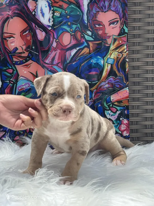 Baby – American Bully puppy for sale in Ocala, FL