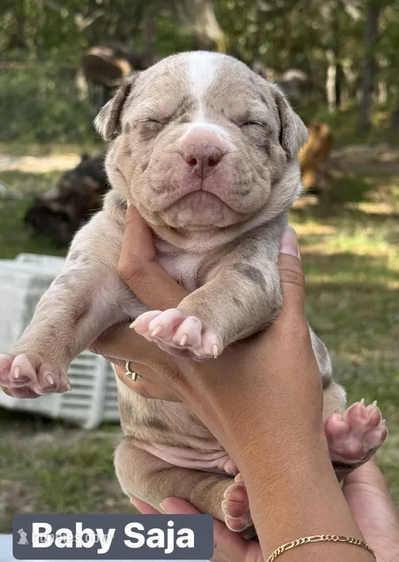 Baby – American Bully puppy for sale in Ocala, FL