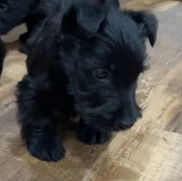 Warwick, a male Scottish Terrier for sale in Powhatan, VA – 4 of 4