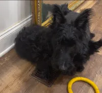 Wicklow, a male Scottish Terrier for sale in Powhatan, VA – 3 of 4