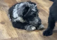 Joker, a male Aussiedoodle for sale in Powhatan, VA – 2 of 4