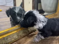 Mai’s Joker, a male Scottish Terrier and Aussiedoodle for sale in Powhatan, VA – 4 of 5