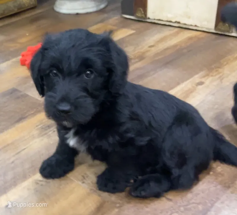 It’s a Lulu – Scottish Terrier, Aussiedoodle puppy for sale in Powhatan, VA