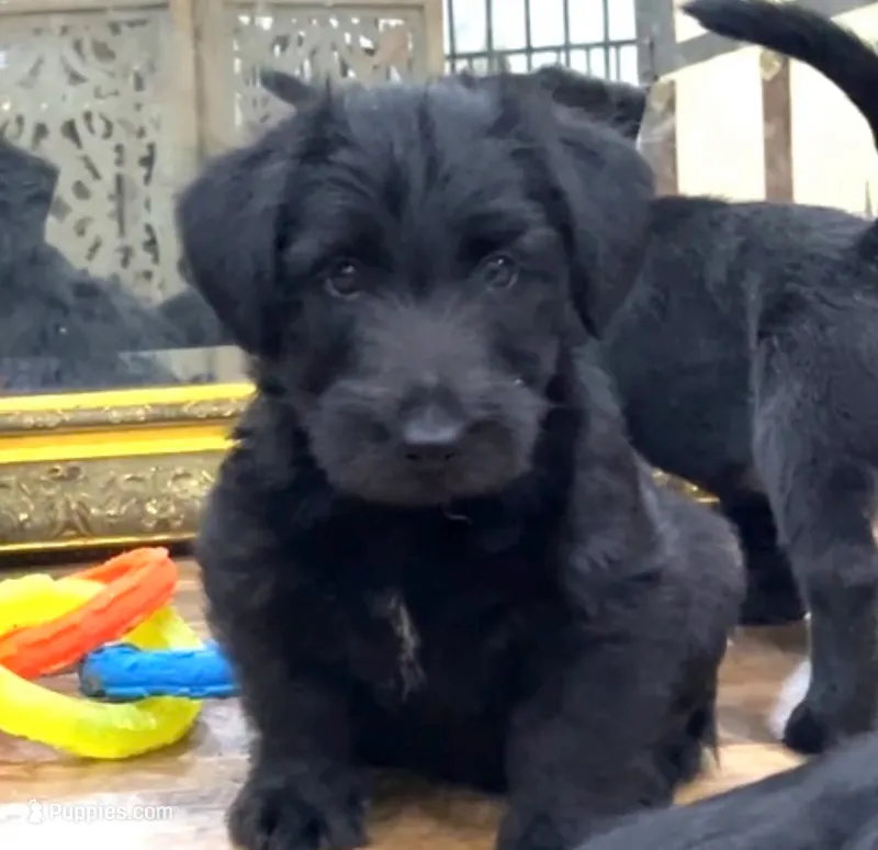 Luther – Scottish Terrier, Aussiedoodle puppy for sale in Powhatan, VA