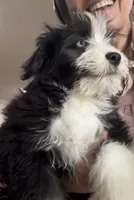 Shhhh, a male Miniature Aussiedoodle for sale in Powhatan, VA – Photo 5 of 7