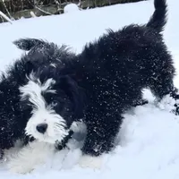 Shhhh, a male Miniature Aussiedoodle for sale in Powhatan, VA – Photo 2 of 7