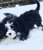 Shooter, a male Miniature Aussiedoodle for sale in Powhatan, VA – Photo 2 of 8