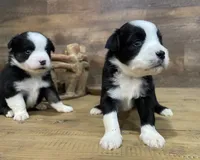 Shooter, a male Miniature Aussiedoodle for sale in Powhatan, VA – Photo 5 of 8