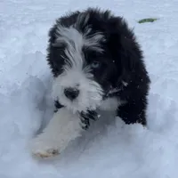 Shhhh, a male Miniature Aussiedoodle for sale in Powhatan, VA – Photo 6 of 7