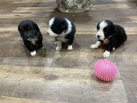 Shooter, a male Miniature Aussiedoodle for sale in Powhatan, VA – Photo 4 of 8