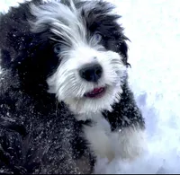 Shooter, a male Miniature Aussiedoodle for sale in Powhatan, VA – Photo 1 of 8