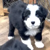 Shhhh, a male Miniature Aussiedoodle for sale in Powhatan, VA – Photo 4 of 7