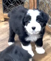 Shooter, a male Miniature Aussiedoodle for sale in Powhatan, VA – Photo 3 of 8