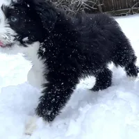 Shhhh, a male Miniature Aussiedoodle for sale in Powhatan, VA – Photo 3 of 7
