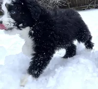 Shooter, a male Miniature Aussiedoodle for sale in Powhatan, VA – Photo 8 of 8