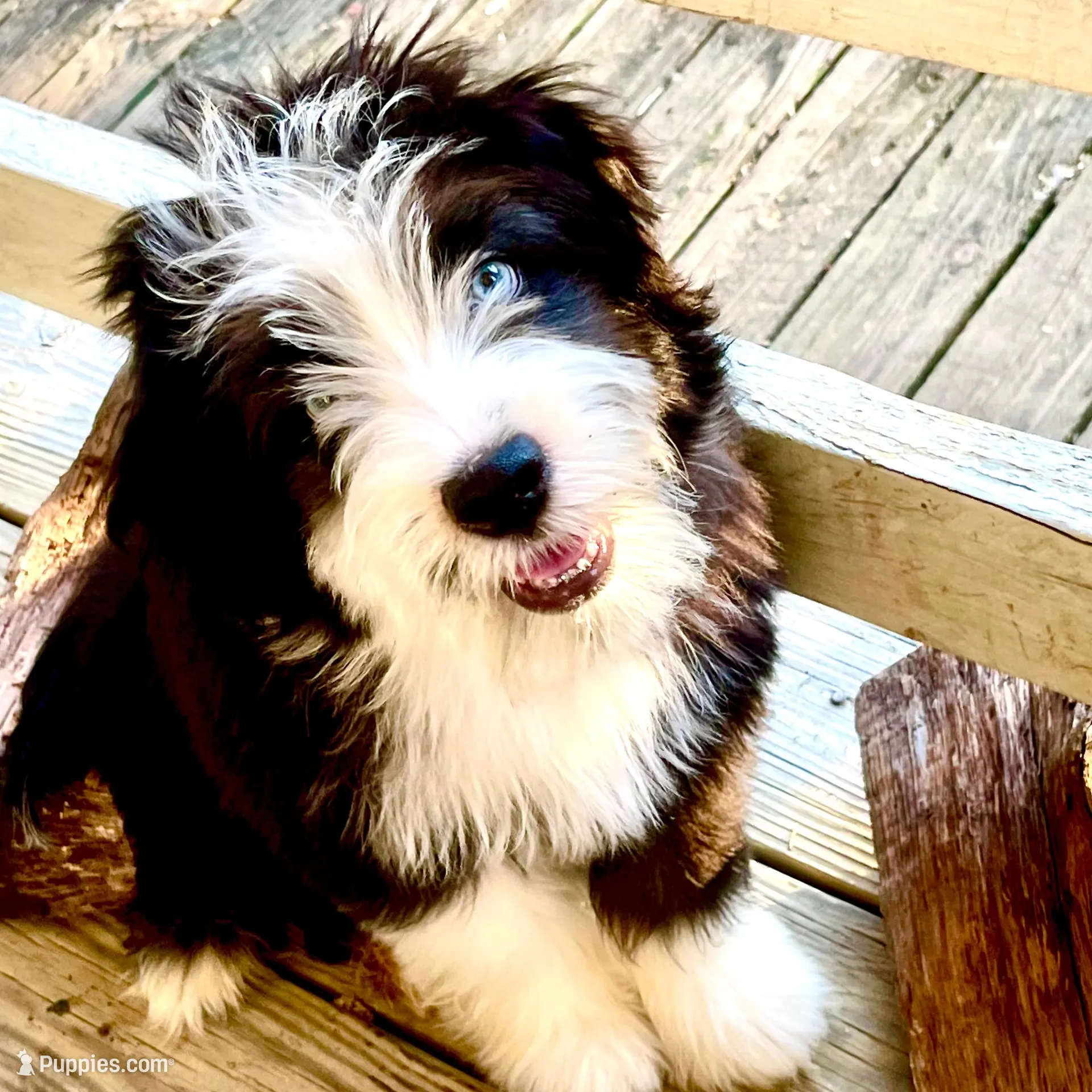 Little Woody – Miniature Aussiedoodle puppy for sale in Powhatan, VA