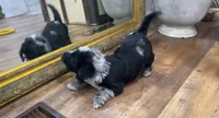 Mai’s Joker, a male Scottish Terrier and Aussiedoodle for sale in Powhatan, VA – 5 of 5