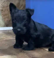 Wigwam, a male Scottish Terrier for sale in Powhatan, VA – 6 of 9