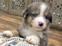 Dirty Harry, a male Miniature Aussiedoodle for sale in Powhatan, VA – 5 of 6