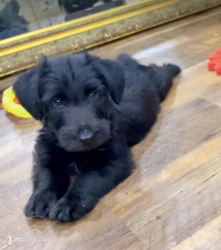 Luther – Scottish Terrier, Aussiedoodle puppy for sale in Powhatan, VA