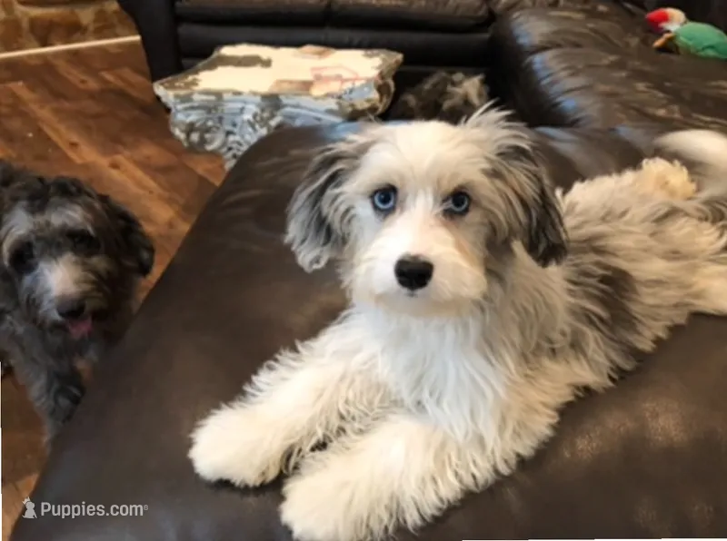 Hawkeye, a female Miniature Aussiedoodle for sale in Powhatan, VA – 1 of 1