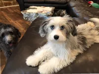 Hawkeye, a female Miniature Aussiedoodle for sale in Powhatan, VA – 1 of 1