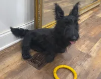 Wicklow, a male Scottish Terrier for sale in Powhatan, VA – 2 of 4