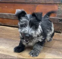 Magic , a male Aussiedoodle for sale in Powhatan, VA – 1 of 1