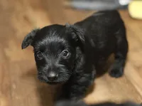 Haley, a female Scottish Terrier for sale in Powhatan, VA – Photo 3 of 3